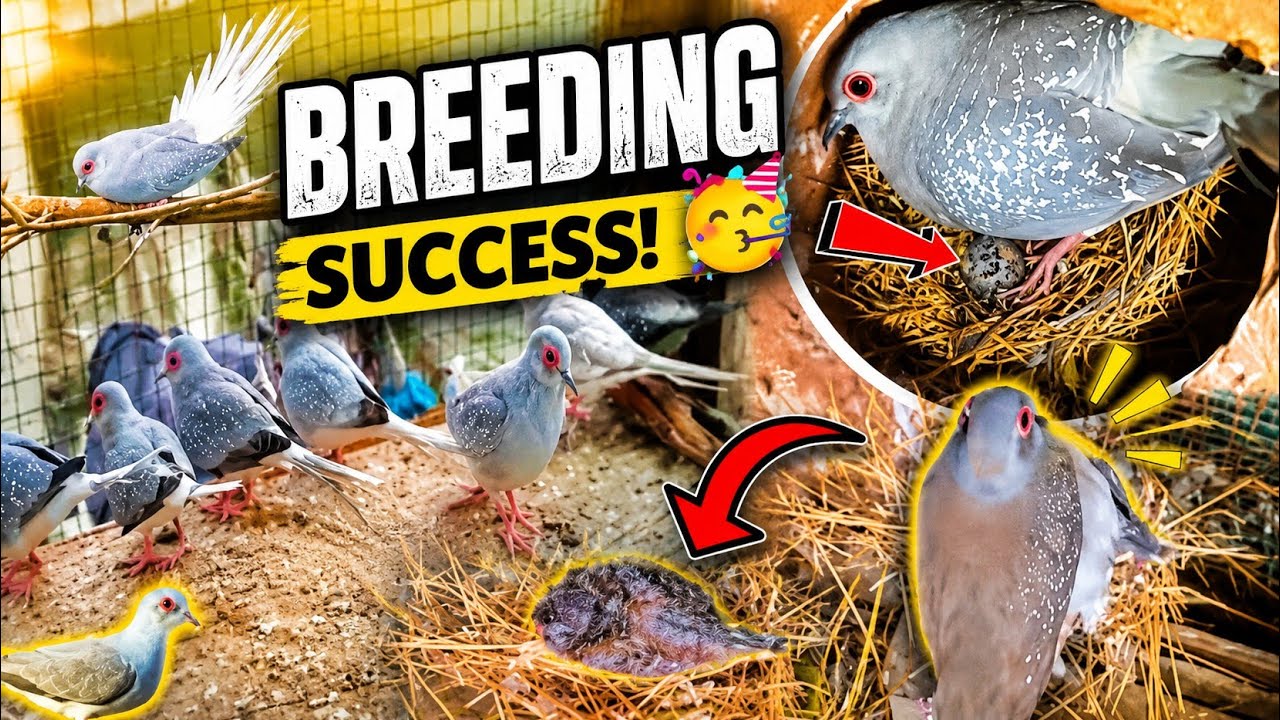 Diamond Dove Breeding Progress Tips 🥳