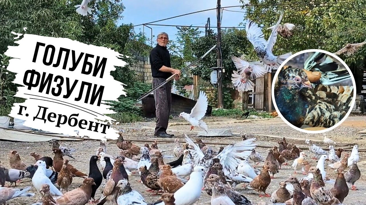 В гостях у Физули, г. Дербент, Республика Дагестан | Мраморные голуби 
