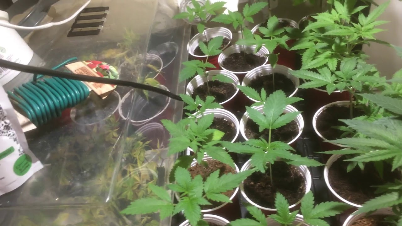 Multi-strain garden day 18 of flower