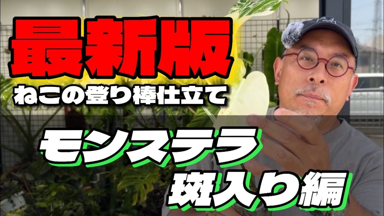 2025.最新版！ねこていとのモンステラ斑入り植え替え【ねこの日常】