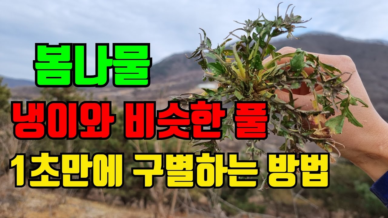 봄나물. 냉이와 비슷한 풀(지칭개)과 냉이 1초만에 구별할수 있는방법