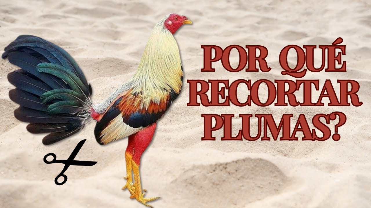 Técnicas y Beneficios de Recortar las Plumas en Gallos Finos