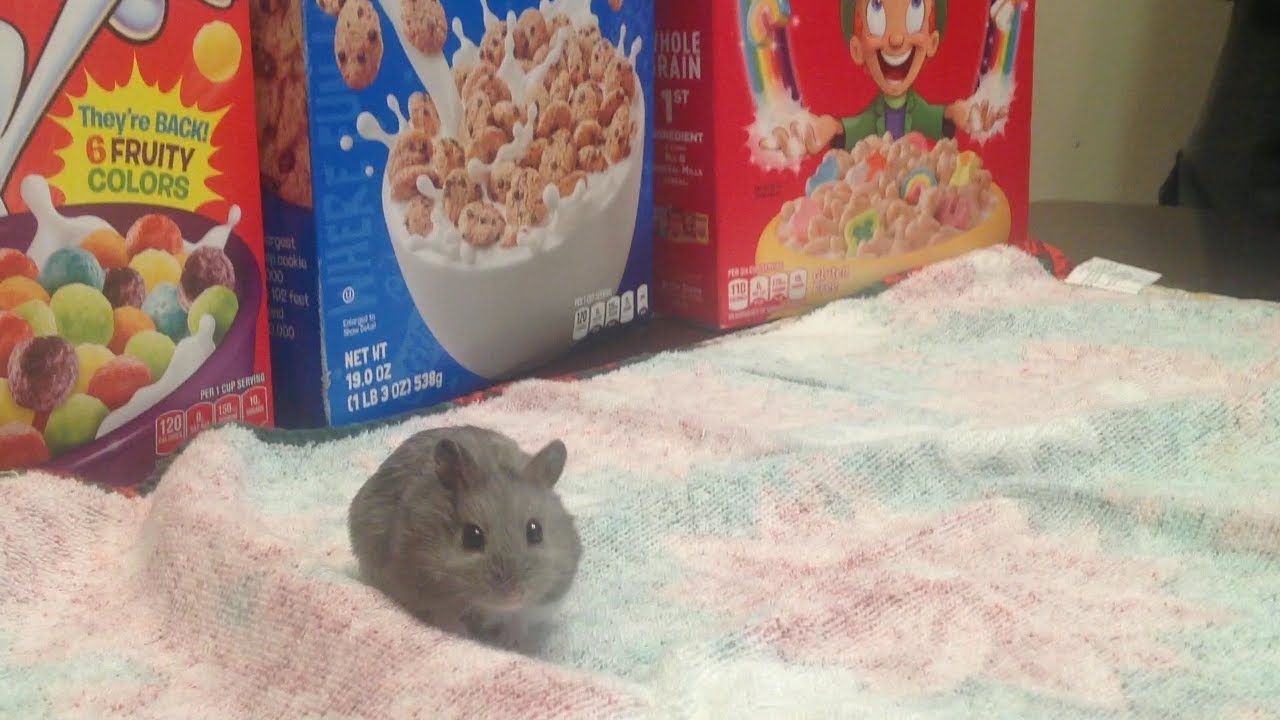 Hamster Jumps | Happy Hamster Acrobatics