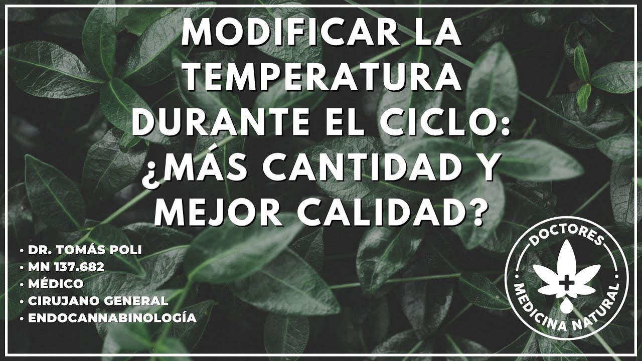 Value of phasic temperature control in Medical Cannabis cultivation