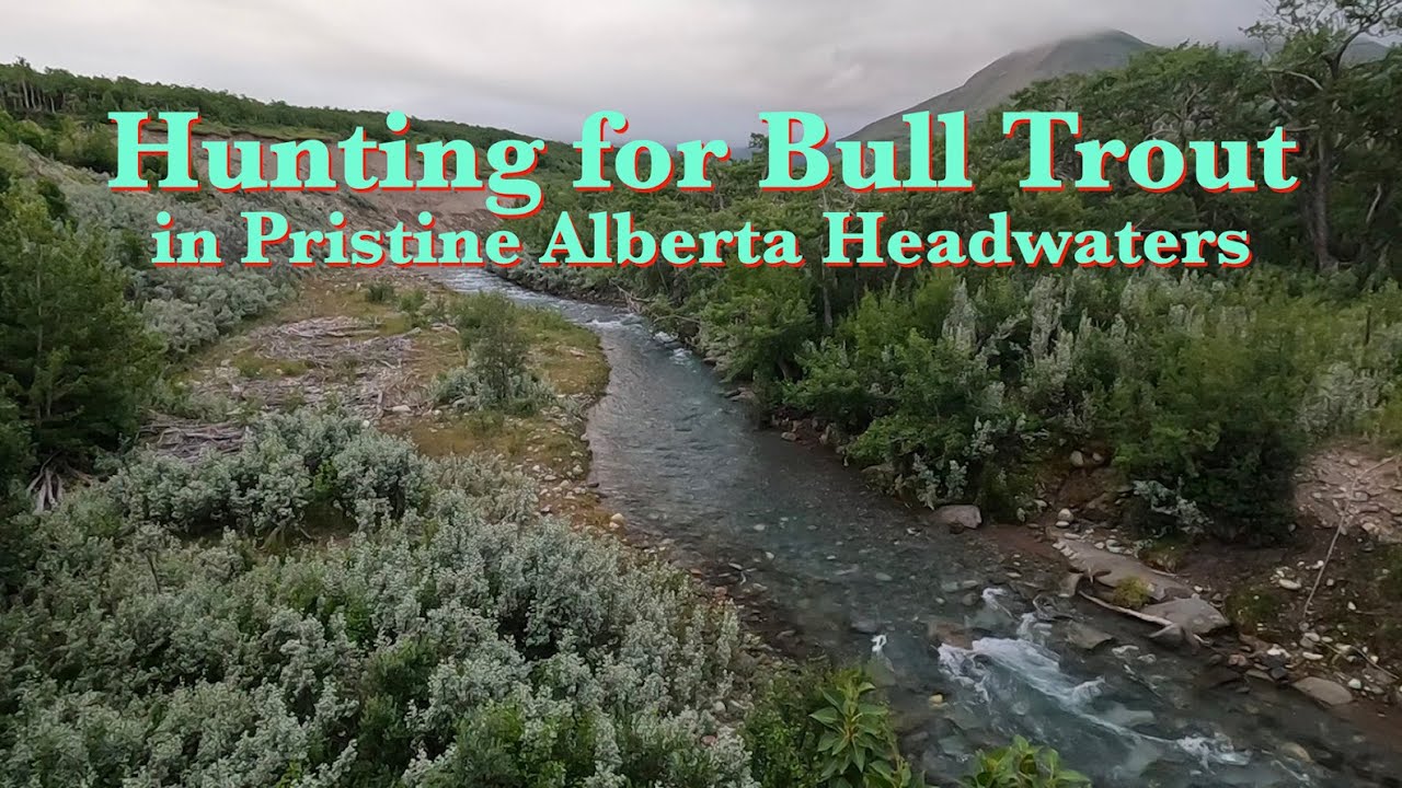 Fly Fishing for Bull Trout in Alberta's Remote Headwaters