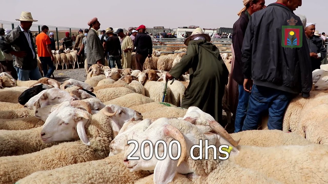 سوق الأغنام بعين بني مطهر
