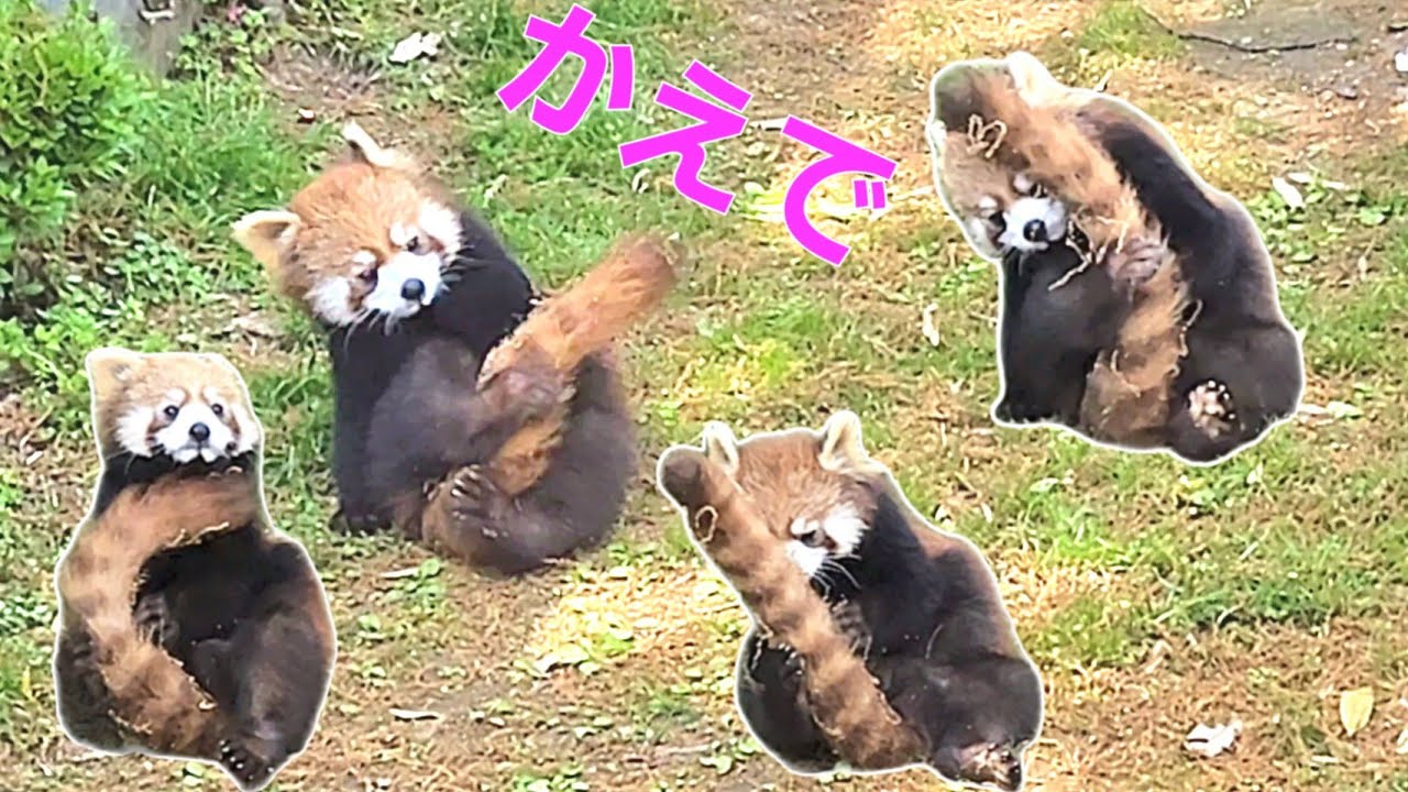 【尻尾を片手両足で抱えるレッサーパンダの　かえで】～Nishiyama Zoo Red Pandas～