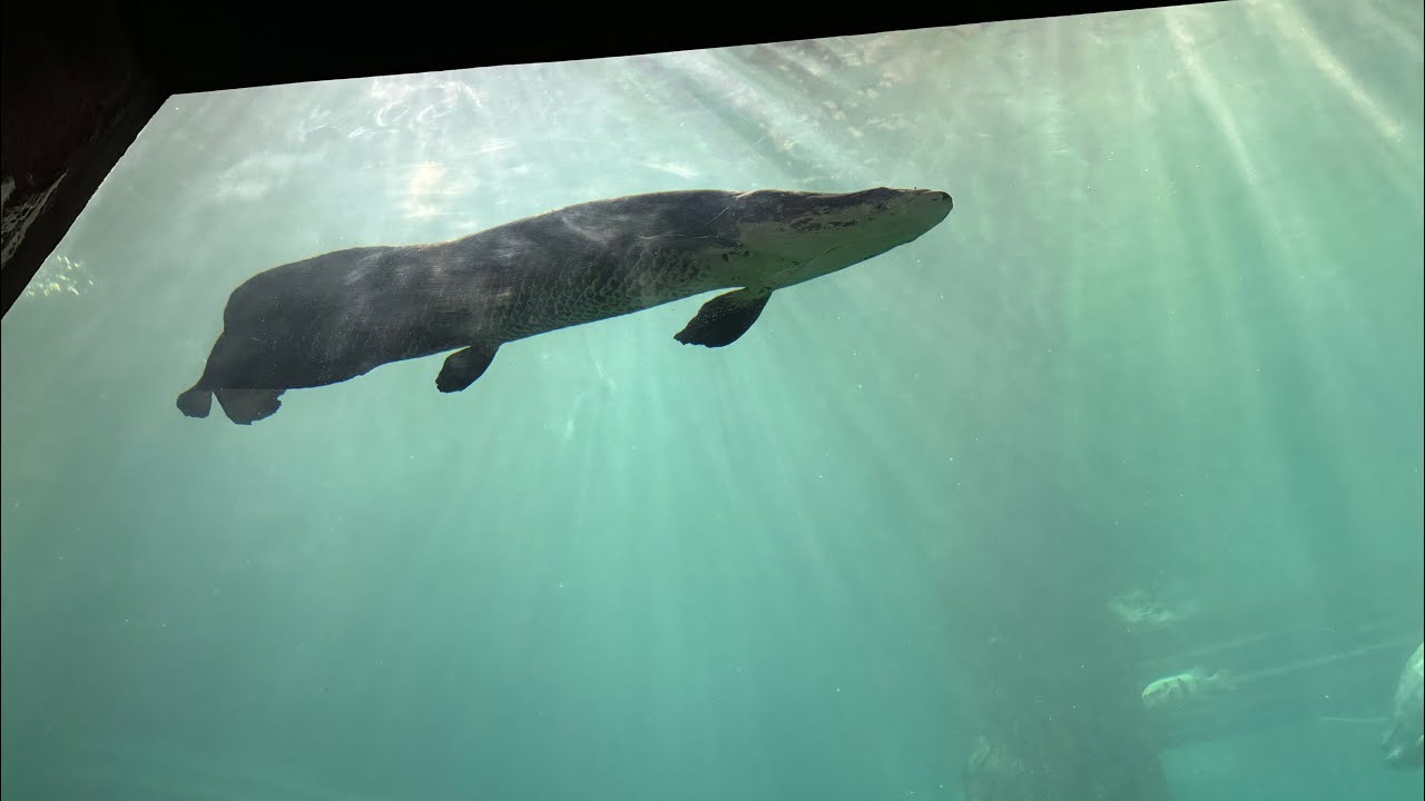 シンガポール、水族館巡り、魅惑のリバーワンダー、巨大アマゾン水槽が凄すぎた！