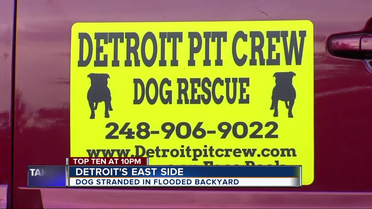Dog stranded by flooding on Detroit's east side