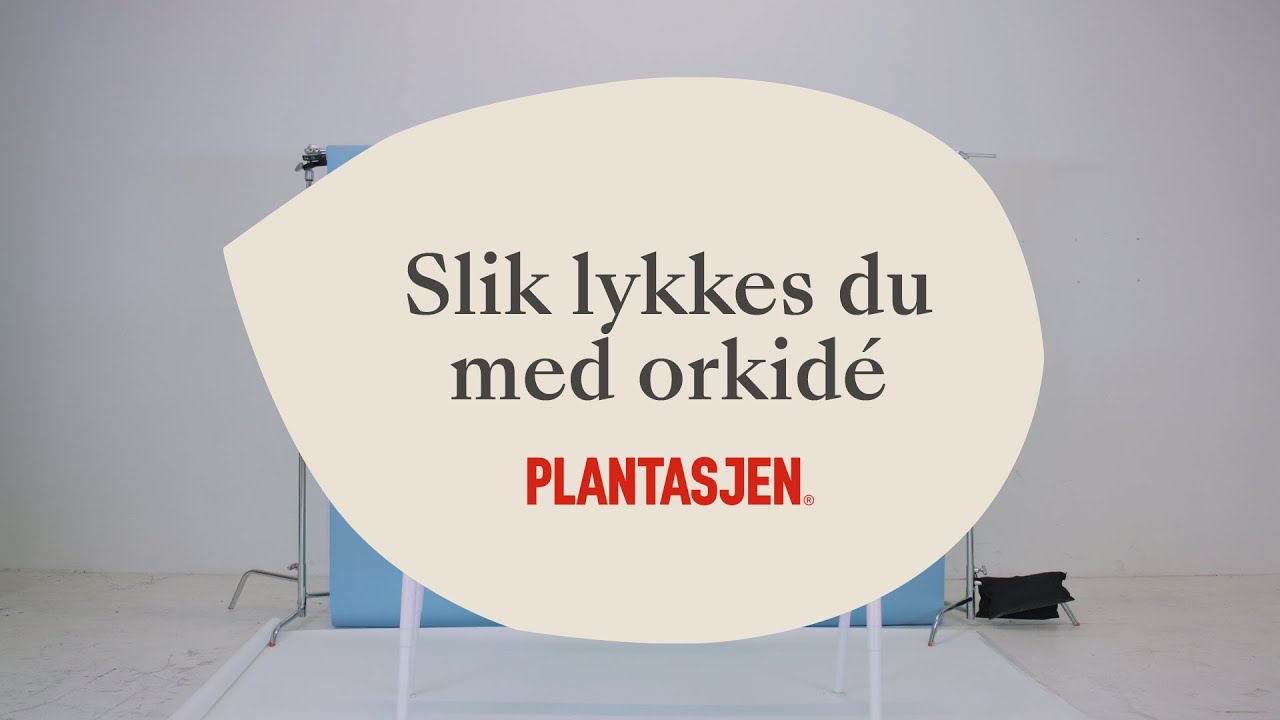 Slik lykkes du med orkid&eacute;