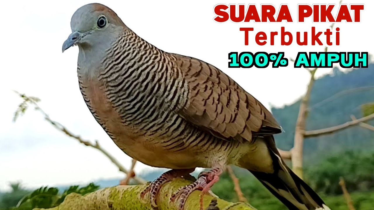 Suara Pikat Perkutut Lokal GACOR ISTIMEWA JUARA 1 Untuk Pancingan