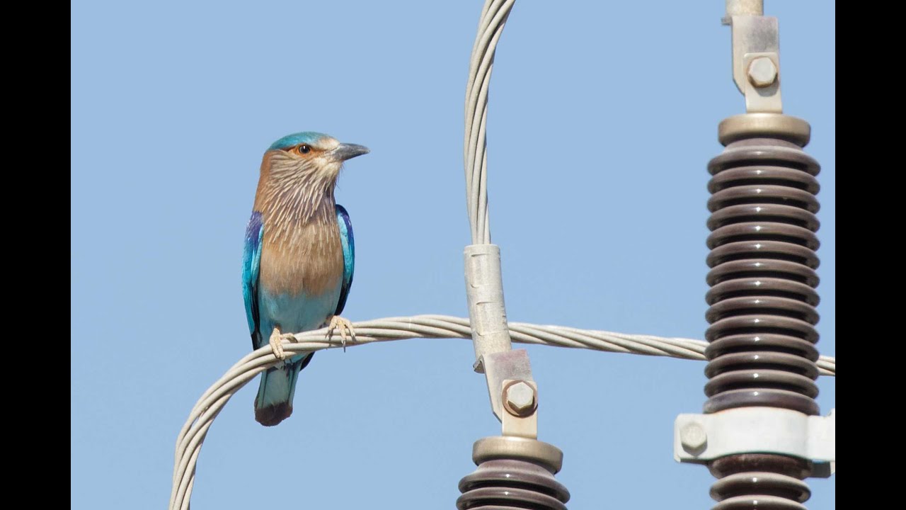 Oman birding January 2025 - part 1