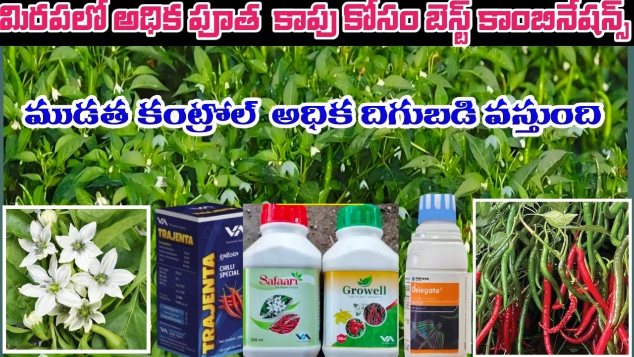 మిరపలో అధికంగా పూత కాపు సెట్టింగ్  బెస్ట్ కాంబినేషన్స్ #blacktrips #redmites control #harshafarming