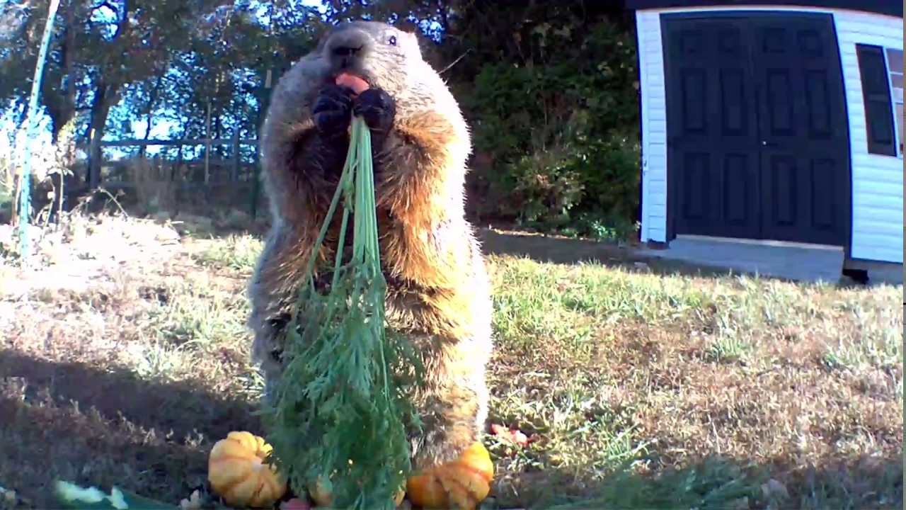 What’s Up Doc? #groundhog #chunk