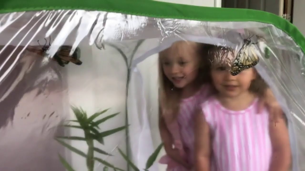 Monarch Butterflies