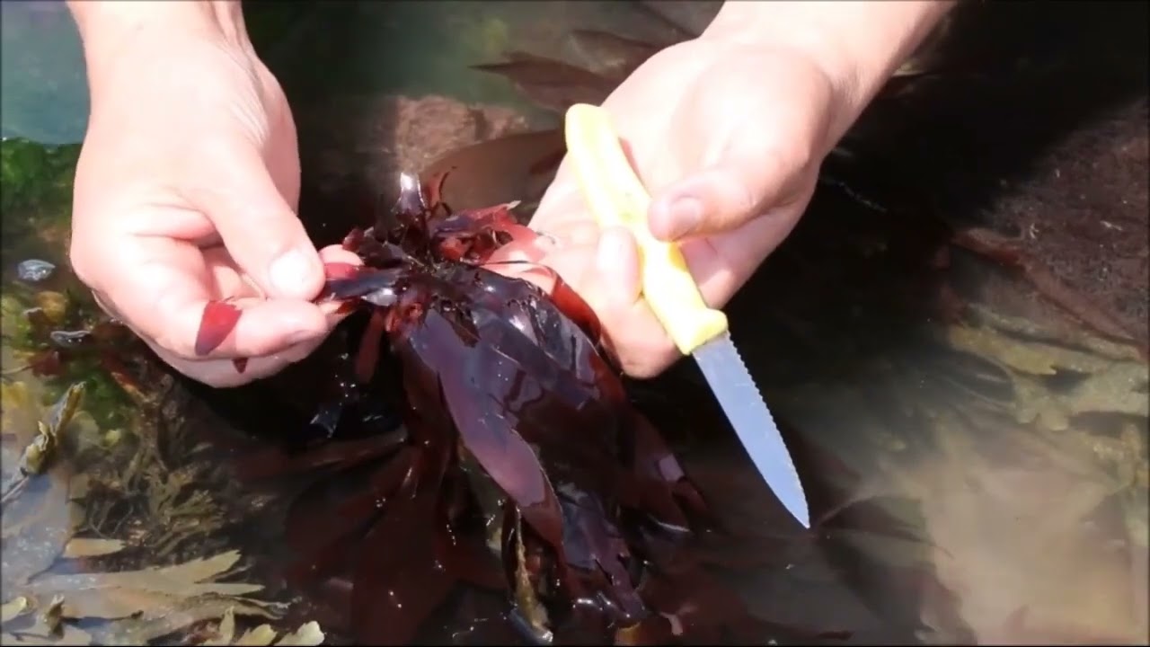 Dulse