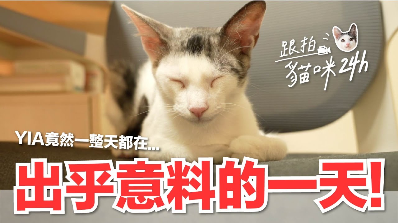 【跟拍貓咪24h-YIA篇】出乎意料的一天！YIA竟然一整天都在...