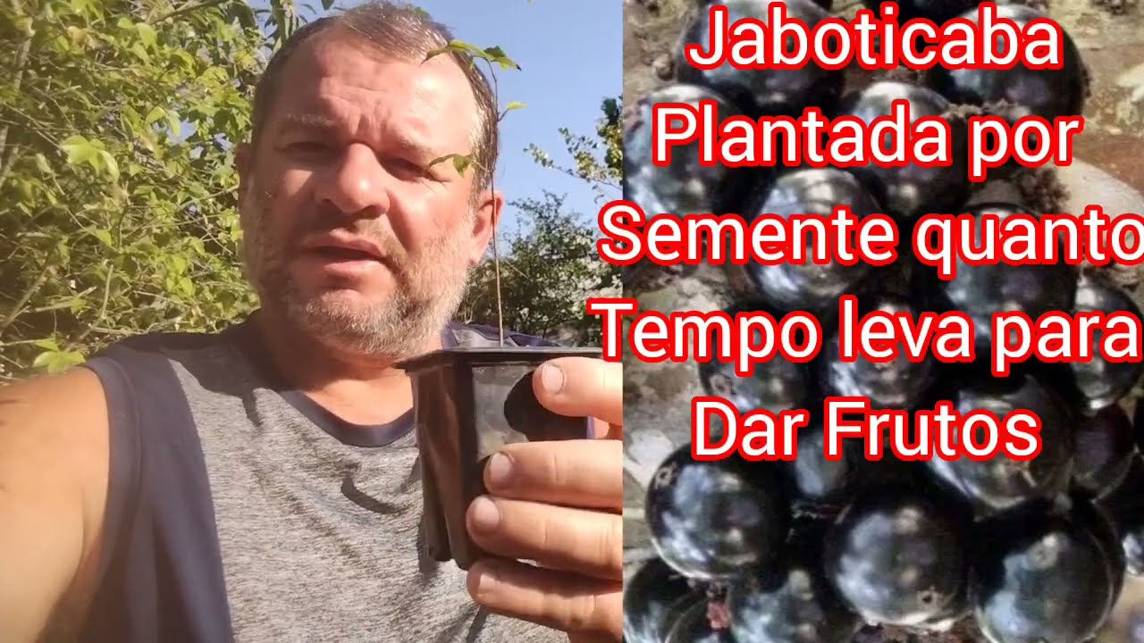 #Jaboticaba Plantada Por Semente quanto Tempo Leva para dar Frutos