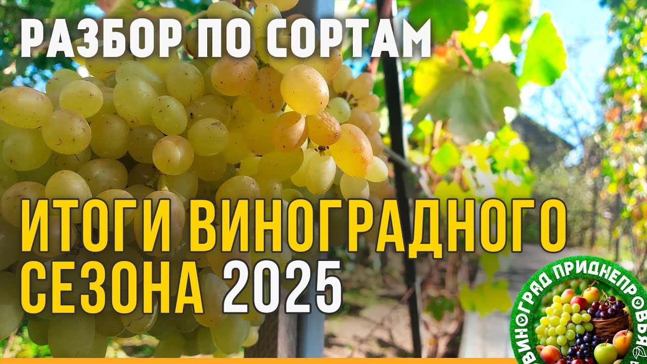 Итоги виноградного сезона 2025. Разбор винограда по сортам. Есть кандидаты на удаление