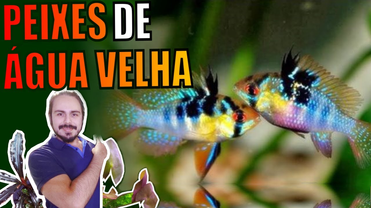 🔴TOP 5 PEIXES PARA ÁGUA VELHA |Mr. Betta|
