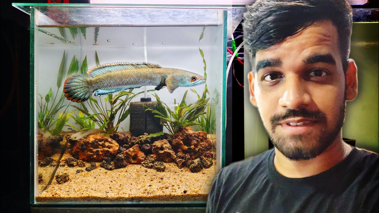 A Planted Tank for Wild Snakehead !