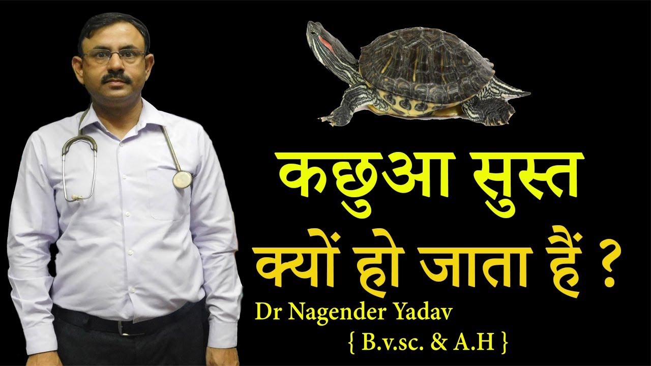 कछुआ सुस्त क्यों जाता हैं || बदलते मोसम में कैसे देखभाल करे || Dr Nagender Yadav