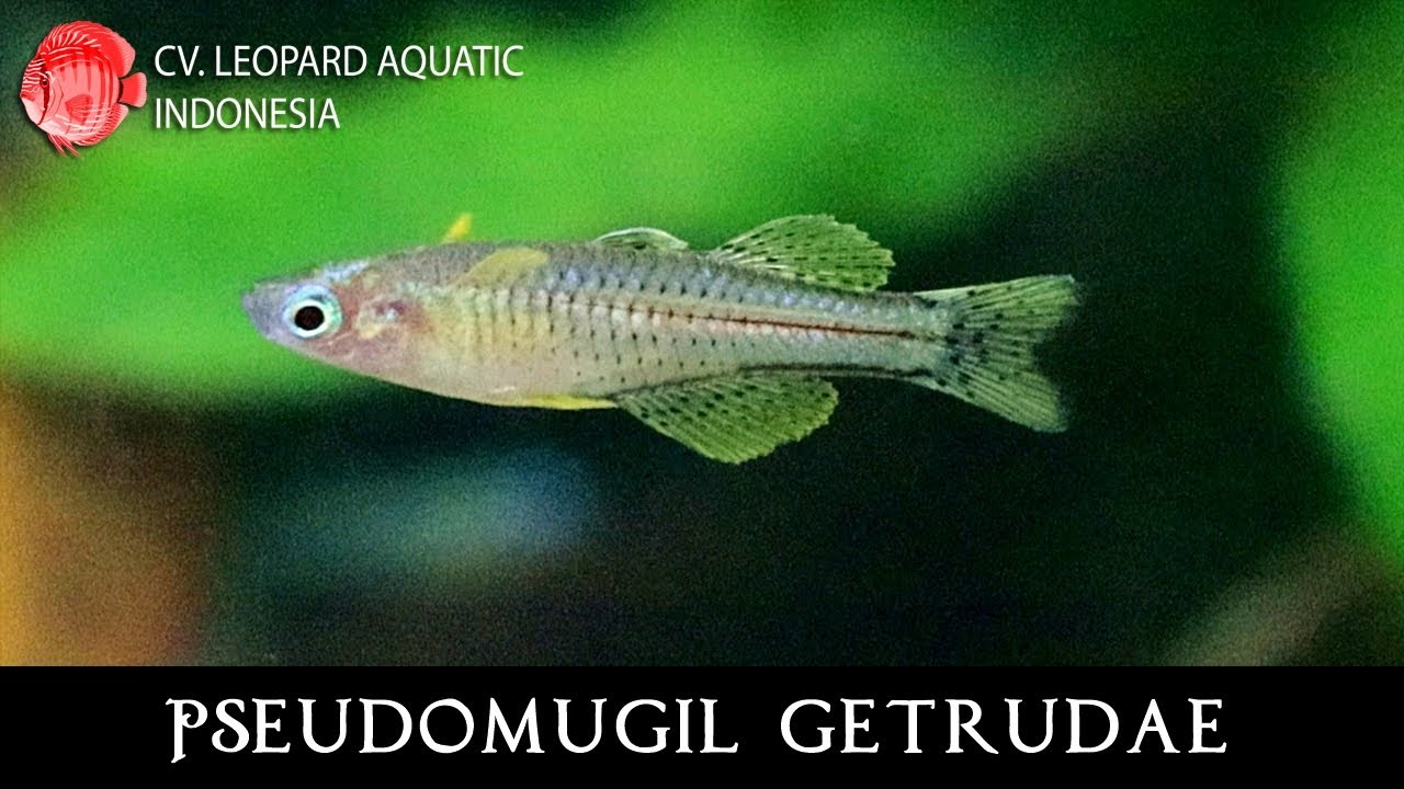 The GORGEOUS PSEUDOMUGIL GETRUDAE. (Leopard Aquatic R021A)