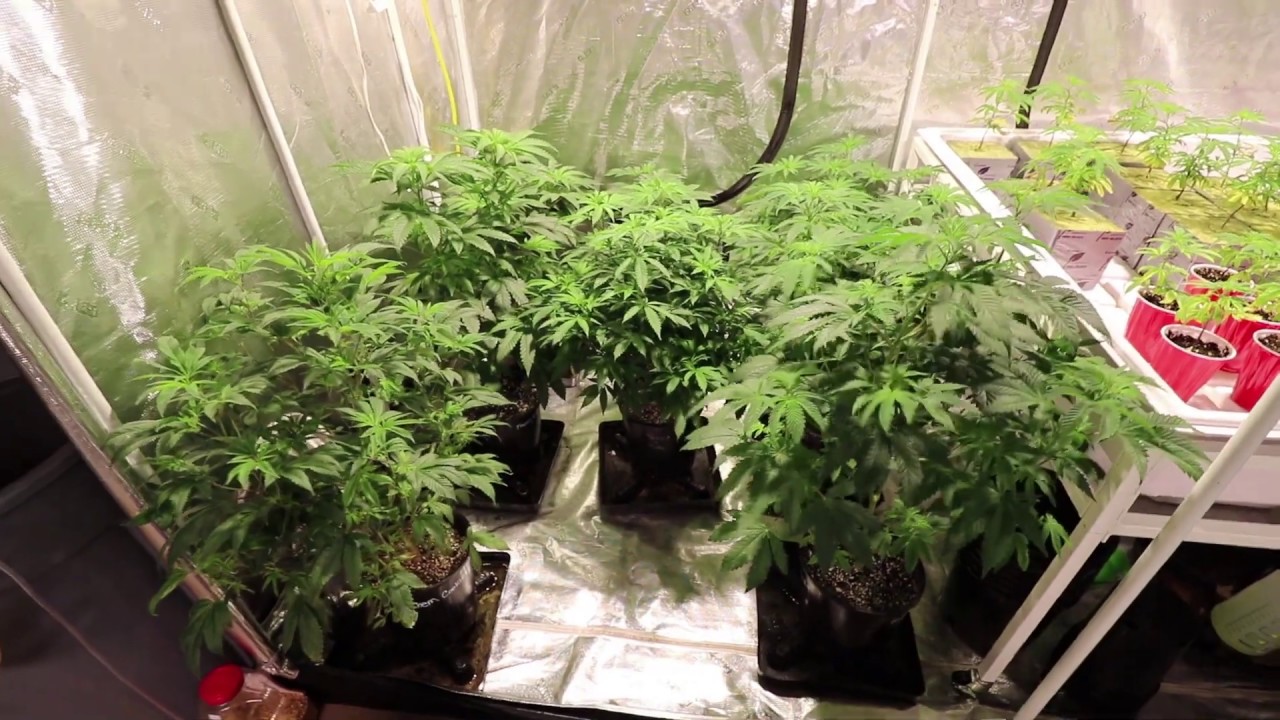 Week 6 Flower! Garden update looking really good!