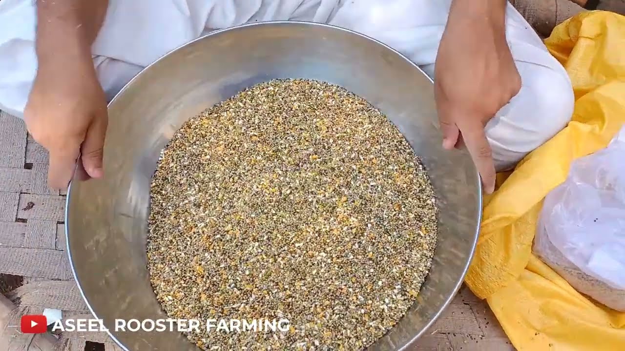 How to make organic feeds for Chicken 🐔 Aseel Murga