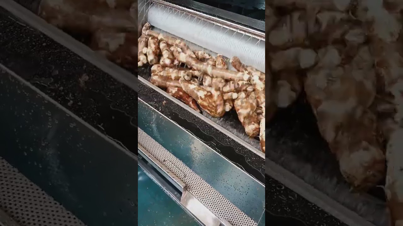 CX150 Cassava Washing & Peeling Machine | High-Efficiency Commercial Food Equipment #machine