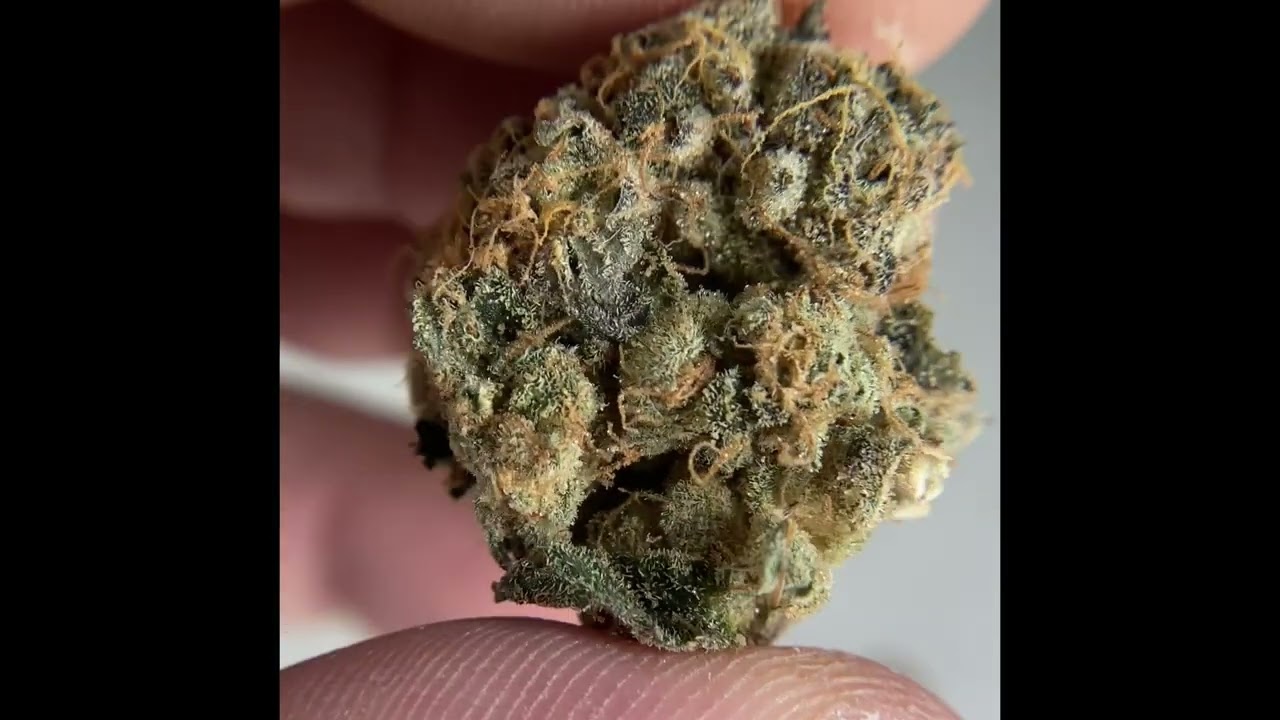 Don Mega Flower Review- Bred by Solfire Gardens, cultivated by Information Entropy in Michigan