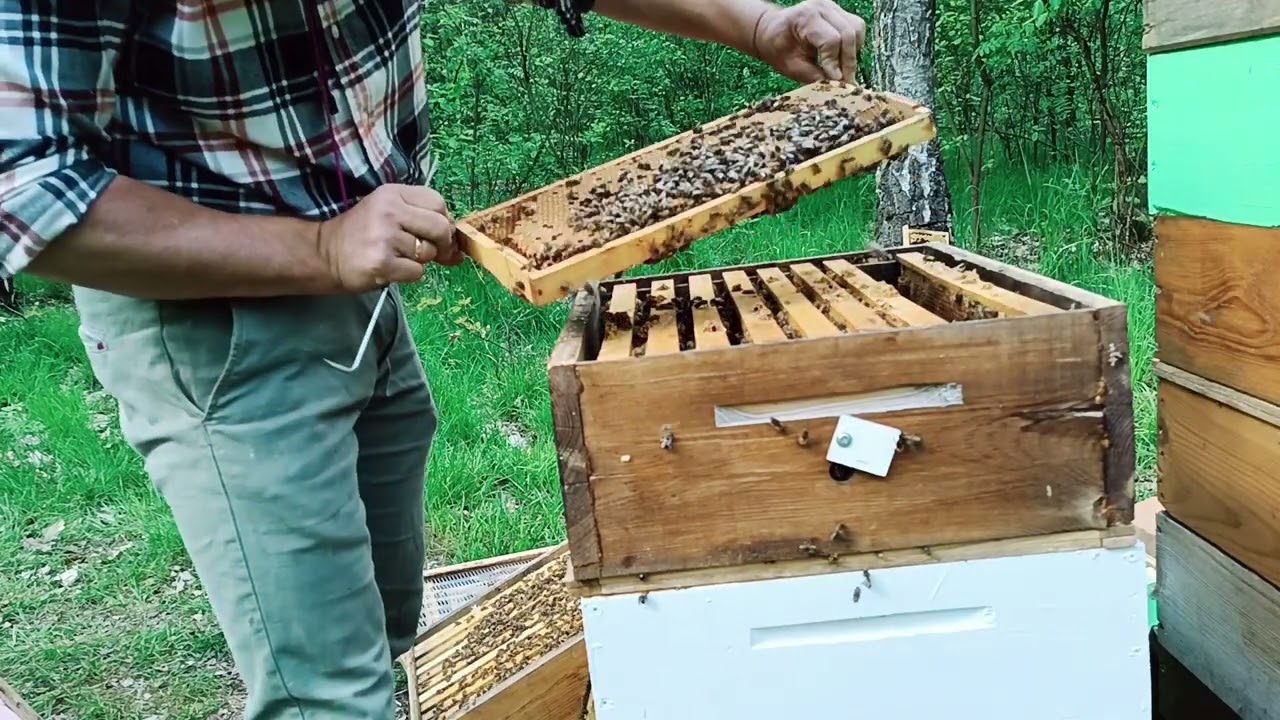 Balansowanie na krawędzi rójki
