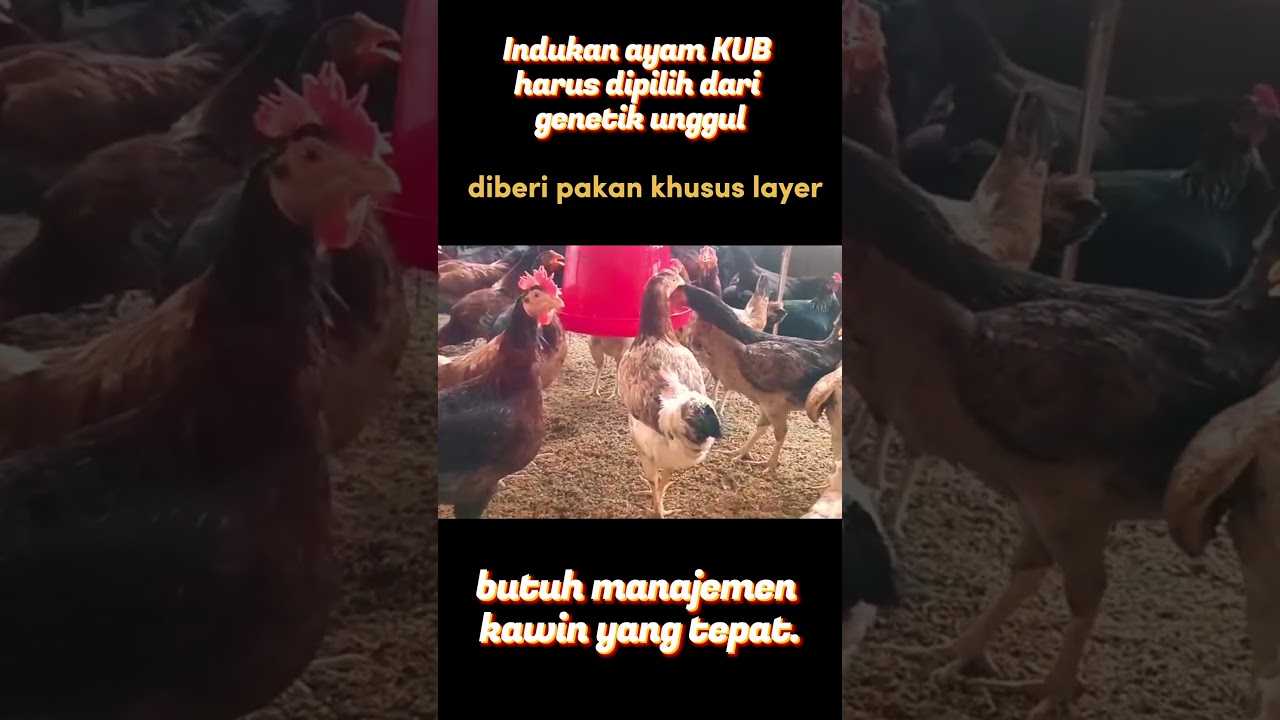 Mau Beternak Indukan Ayam KUB? Wajib Tahu Ini! #AyamKUB  #BudidayaAyam #PeternakMuda#PeternakPemula
