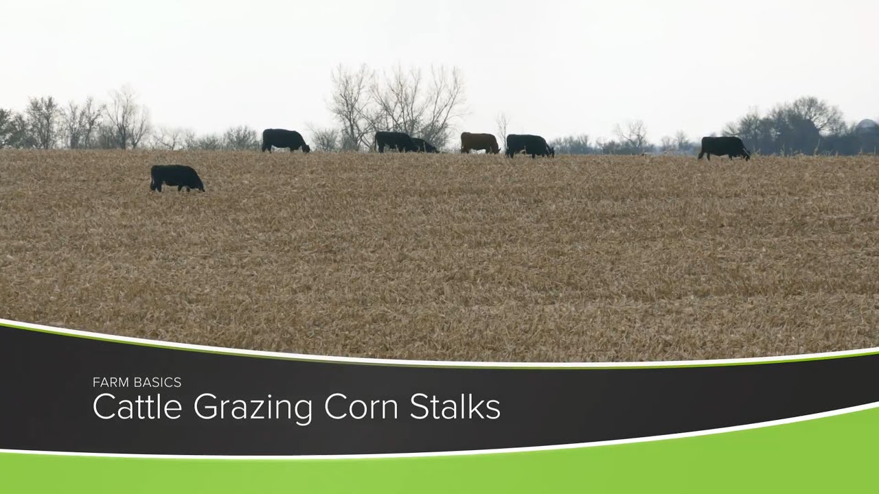 Cattle Grazing Corn Stalks - Farm Basics
