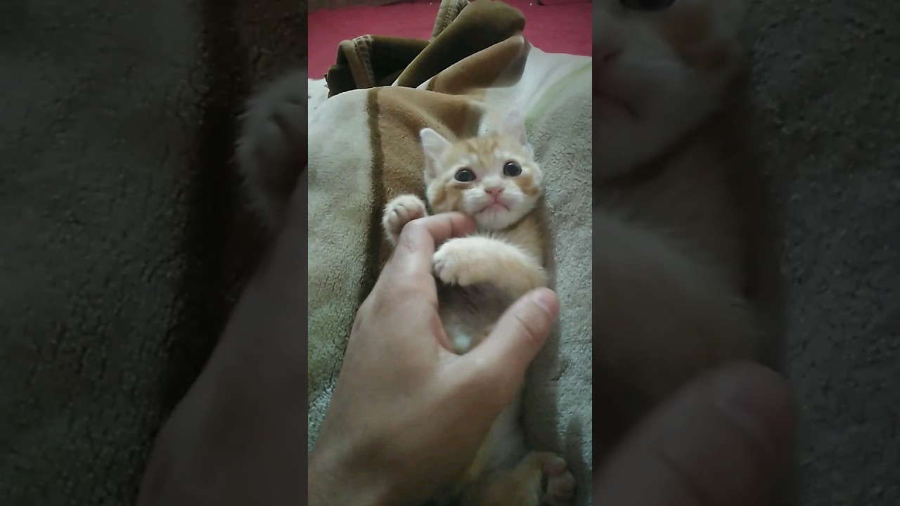 The Tender Bond: Cat and Owner Love Story🤗😻 #catcontent #catloversunite #catslife #catsoftheinternet