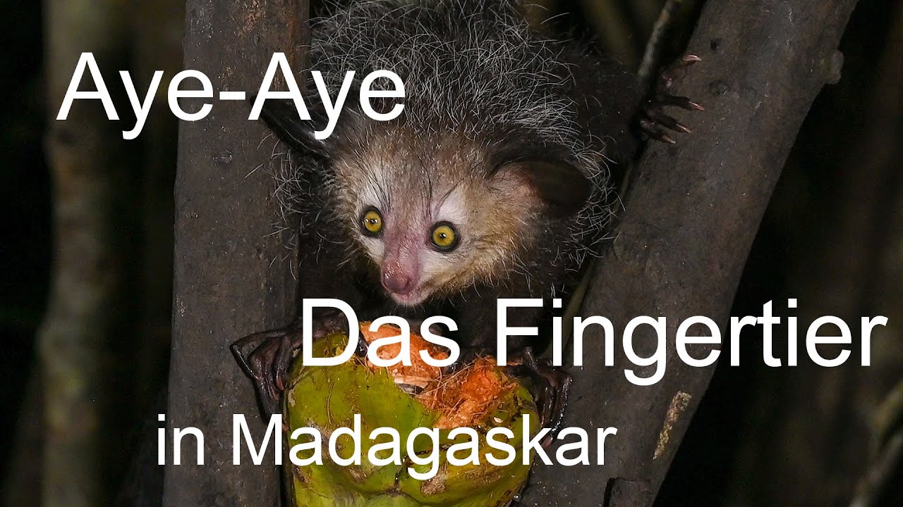 Aye Aye Lemuren - Das Fingertier in Madagaskar