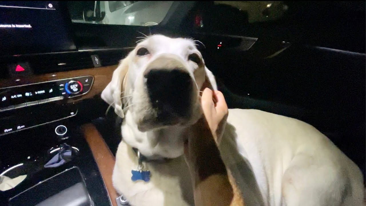 We saved a dog..