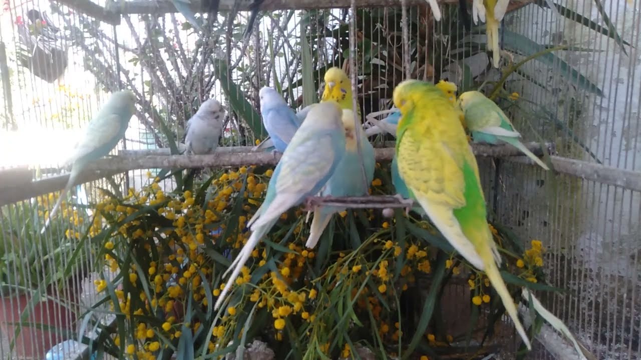 セキセイインコの答えが思っていたのと違う