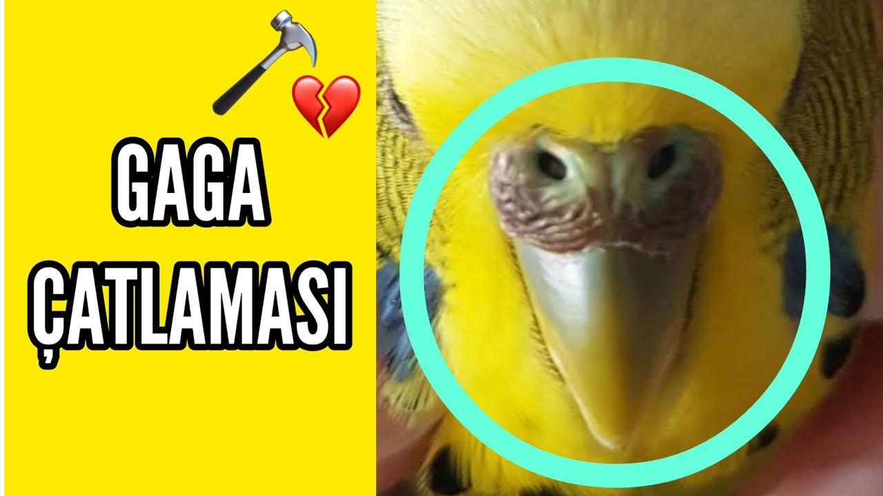 MUHABBET KUŞU GAGA &Ccedil;ATLAMASI ? #muhabbetkusu  #budgie