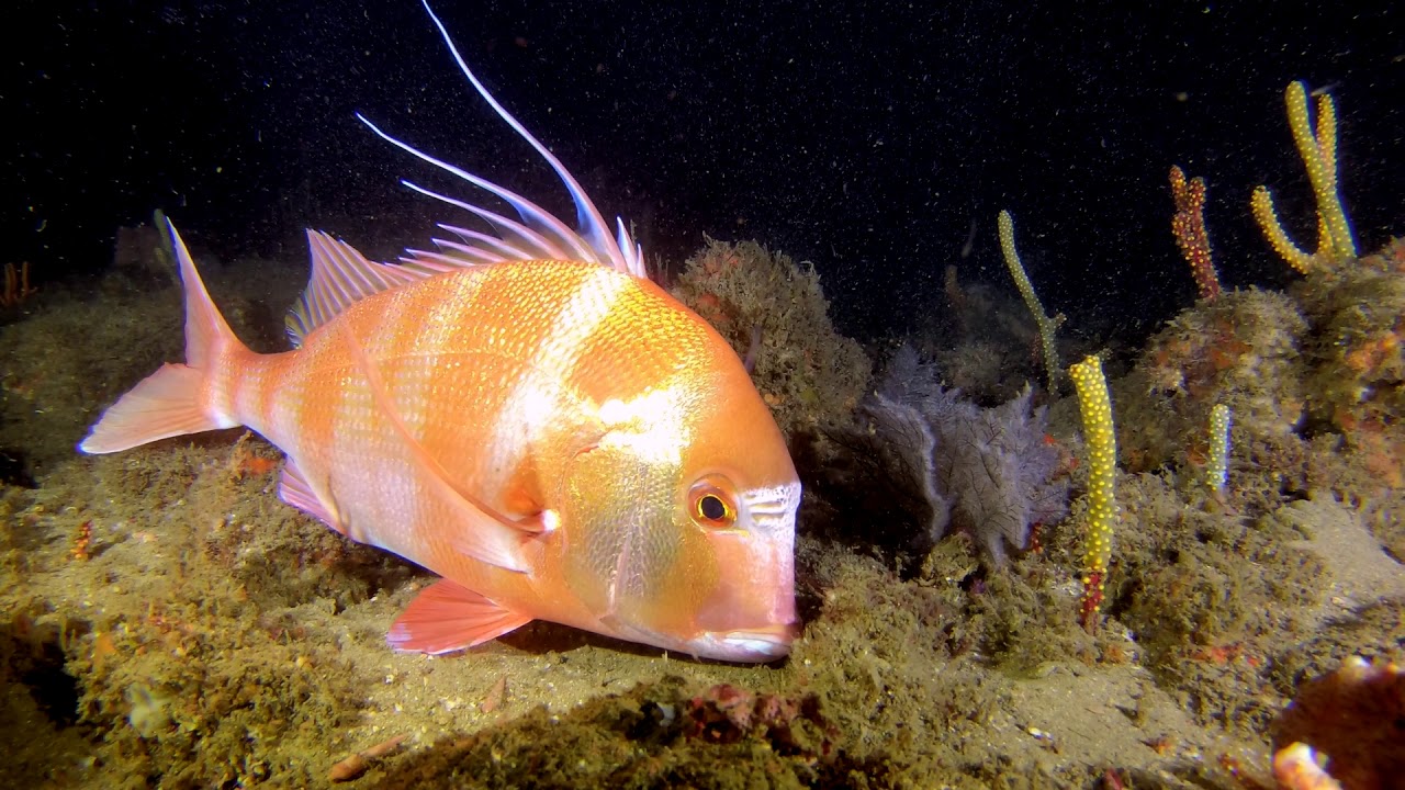 Durban Is Weird - Best of Durban Diving 2020