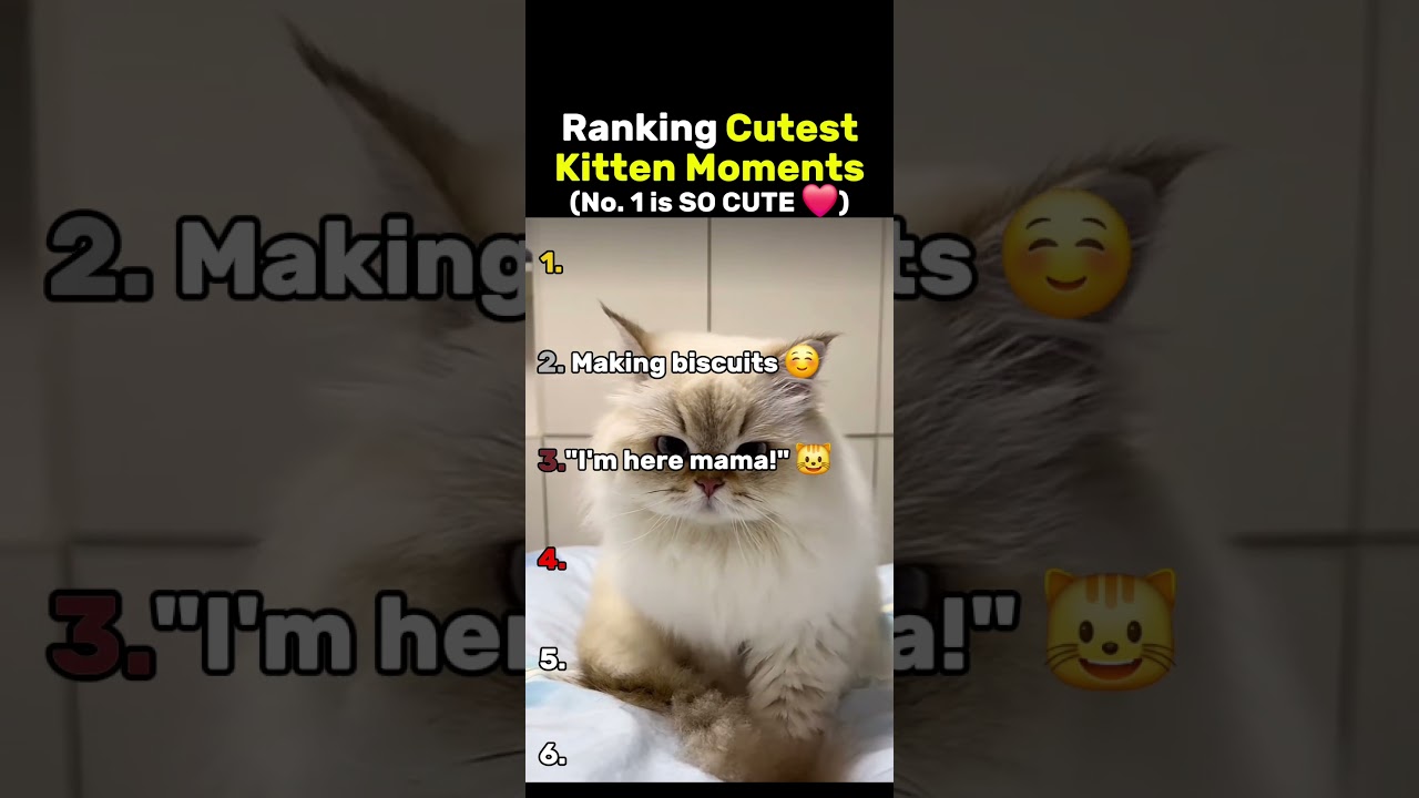 Ranking The Cutest Kitten Moments 😸❤️ (No. 1 is so cute)