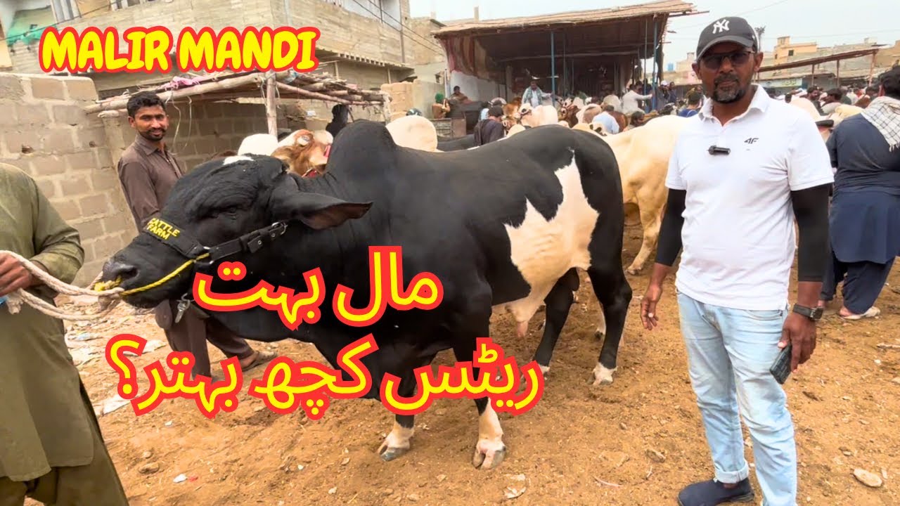 Aj Rates Kuch Behtar? Malir Cattle Mandi 2026