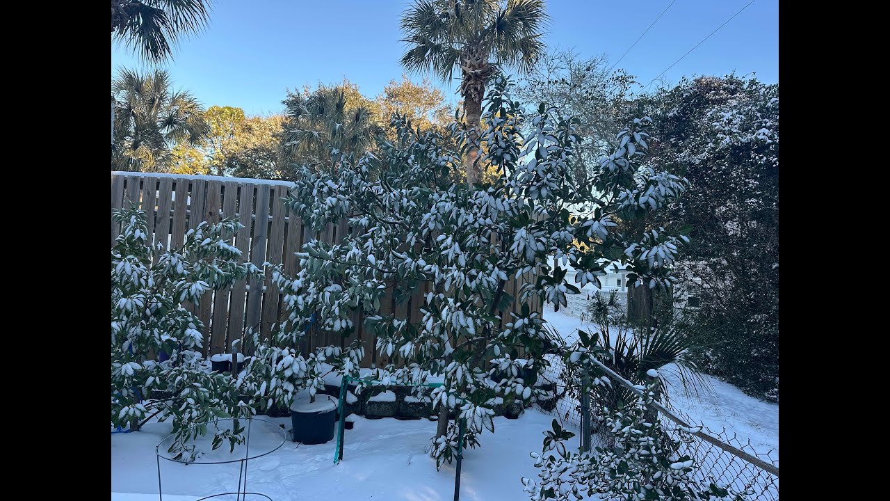 North Florida Blizzard: Jan 21, 2025 - 6 Inches Of Snow - Garden Update Zone 9A