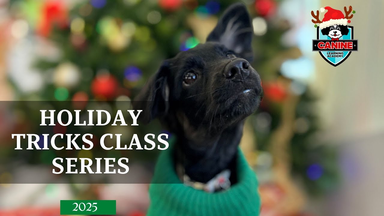 Canine Learning Academy- Dog Tricks Class Online; Build Confidence, Focus & Engagement with your Pup