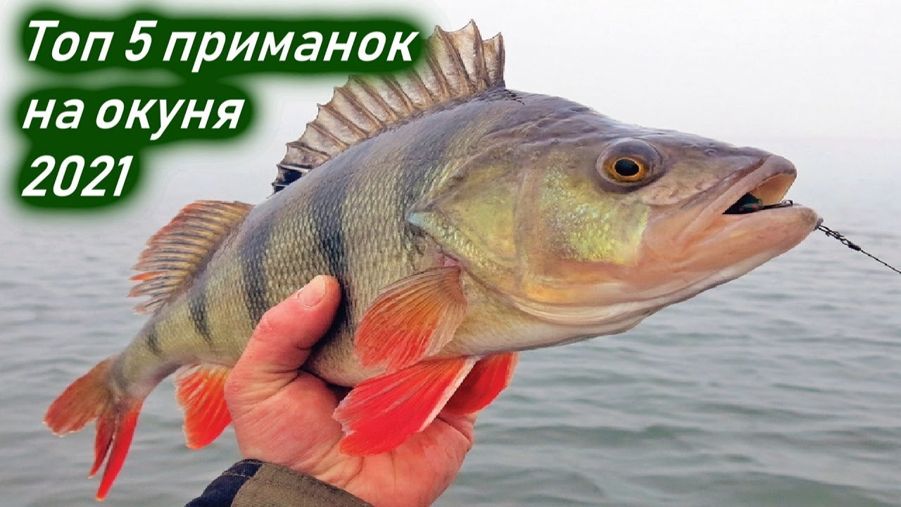 Топ 5 силиконовых приманок на окуня 2021 года