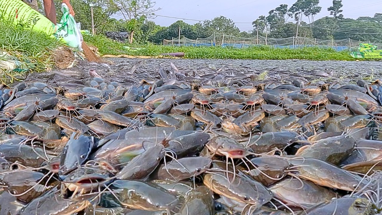 Lele Liar Kalap! Serangan Brutal Saat Makan Pelet: