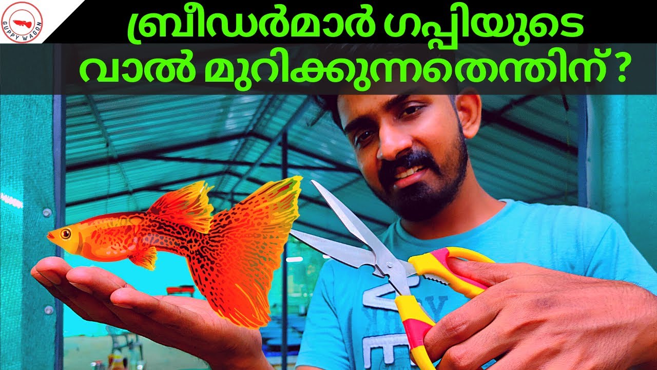 Guppy Fish Tail Cropping  Secret||ബ്രീഡർമാർ ഗപ്പിയുടെ വാൽ മുറിക്കുന്നതെന്തിന്😱😱😱