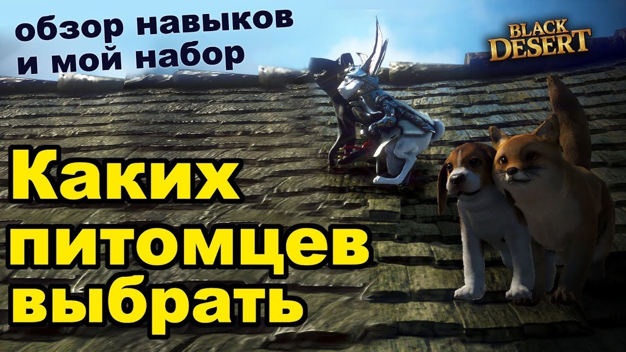 Каких питомцев выбирать? Обзор умений и особенностей петов в Black Desert (MMORPG - ИГРЫ)