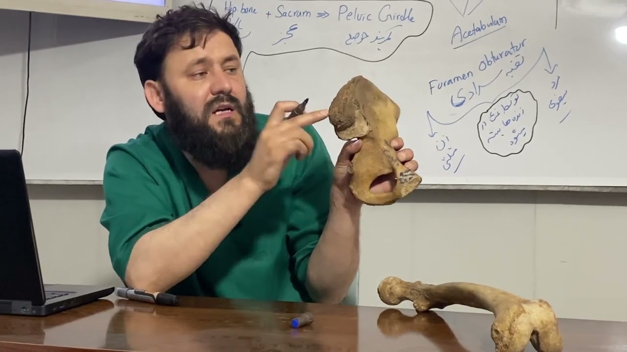 تطبیقات اناتومی با داکتر عبدالخلیل عمری - استخوان حرقفه  The hip bone