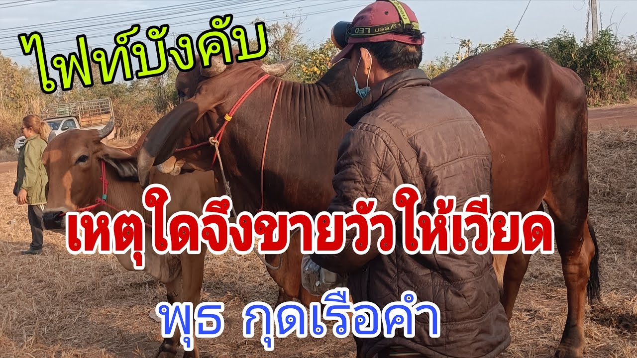 เอางัยเวียดกลับบ้านละ ราคาวัว พุธ 11 ก.พ.69 สนามกุดเรือคำ
